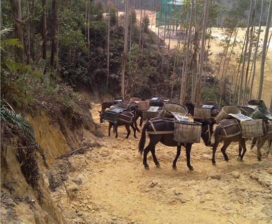 三水区马帮山路运输