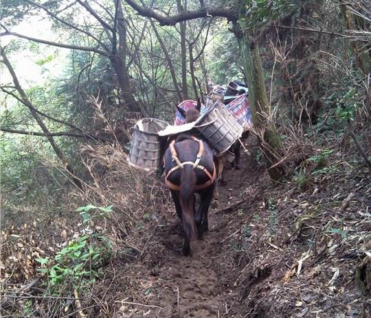 三水区马帮运输公司