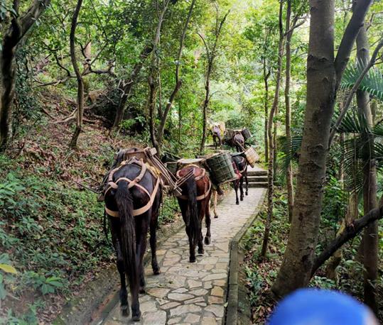 三水区马队运输电话