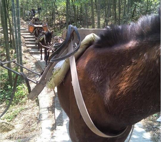 三水区骡马队运输