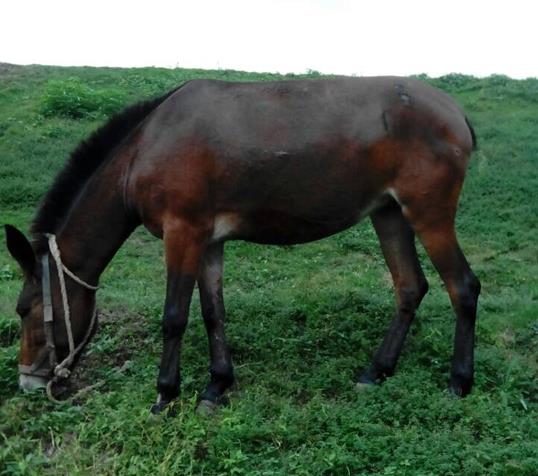 三水区骡马搬运