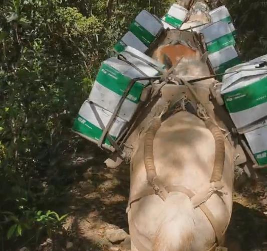 三水区骡马山路运输