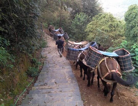 三水区骡马运输电话