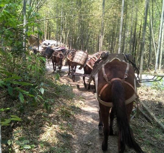 三水区骡马运输公司