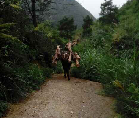 三水区骡马运输