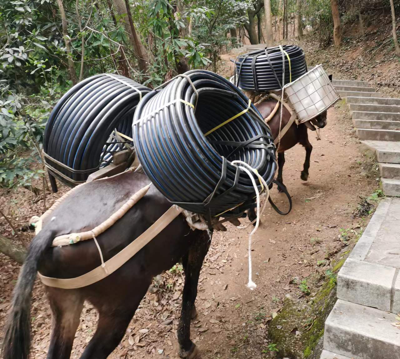 三水区马帮运输