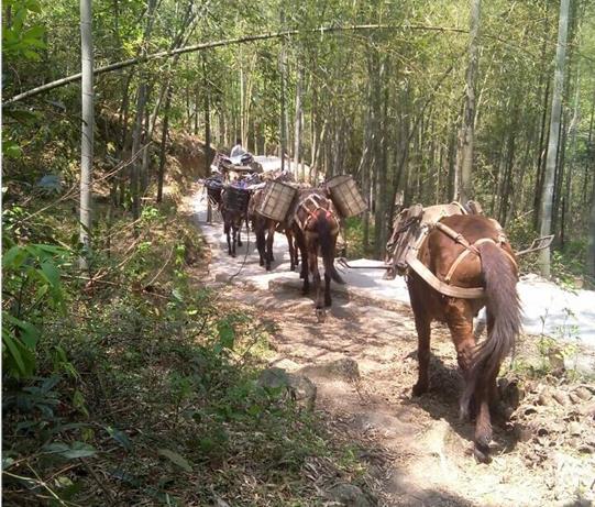 三水区马帮运输电话