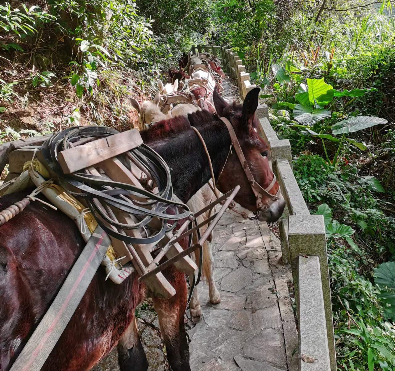 三水区马队运输