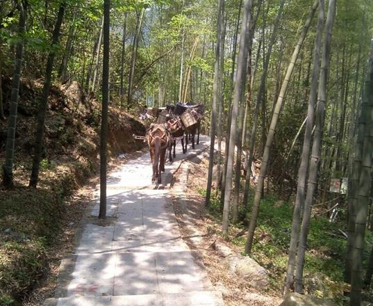 三水区马队运输公司