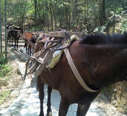 三水区山路骡马运输