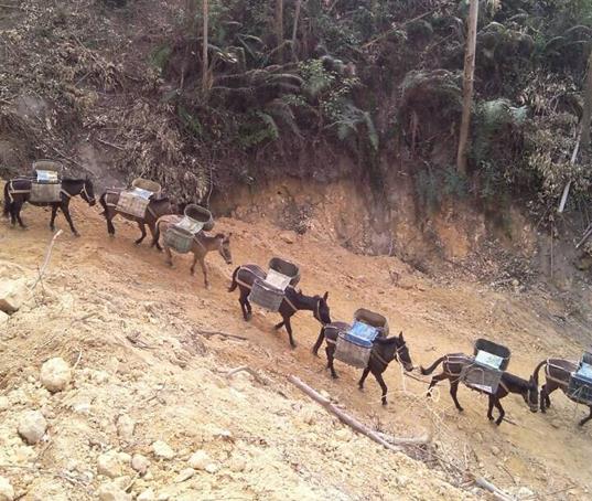 三水区山路马帮运输