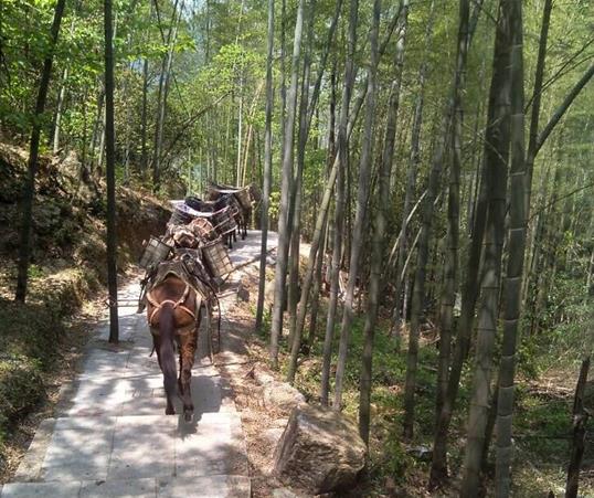 三水区山路马队运输