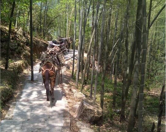 三水区山区骡马运输