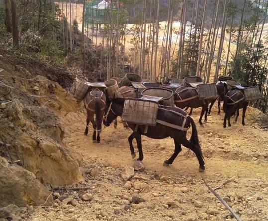三水区山区马队运输